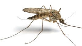 Mosquitoes.jpg Mosquitoes.jpg