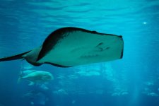 Pitted_stingray_osaka3.jpg Pitted_stingray_osaka3.jpg