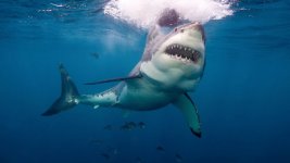 gty_Great_white_shark_mm_150616_16x9_992.jpg gty_Great_white_shark_mm_150616_16x9_992.jpg