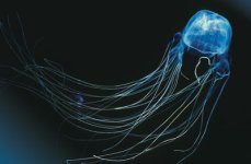 Box-jellyfish-eyes.jpg Box-jellyfish-eyes.jpg