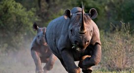 runnin-rhinos.jpg runnin-rhinos.jpg