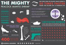 mantisshrimp_infographic_final.jpg