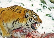 siberian-tiger-amur-tiger-korean-tiger1-500x350.jpg