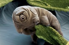 tardigrade.jpg tardigrade.jpg
