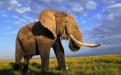 large-African-Elephant-photo.jpg large-African-Elephant-photo.jpg