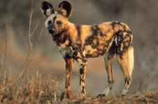 African-Wild-Dog@large.jpg African-Wild-Dog@large.jpg