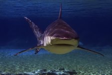 bull_shark_624.jpg bull_shark_624.jpg