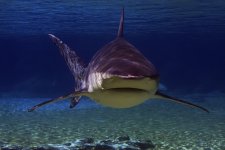 bull_shark_624.jpg