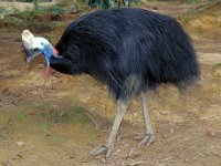 southern-cassowary_img01-l.jpg southern-cassowary_img01-l.jpg
