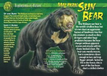 Malayan_Sun_Bear_NSC.jpg