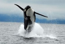 wild-and-free-beauty.jpg wild-and-free-beauty.jpg