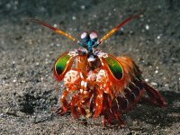 mantis-shrimp2.jpg
