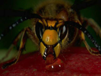 hornet.png hornet.png