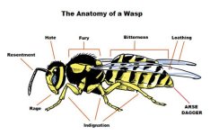 wasp.jpg