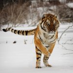 Siberian-Tiger-Photos.jpg Siberian-Tiger-Photos.jpg