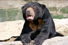 sun-bear-in-captivity-at-the-columbus-zoo-powell-ohio-ryan-e-poplin.jpg