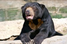 sun-bear-in-captivity-at-the-columbus-zoo-powell-ohio-ryan-e-poplin.jpg sun-bear-in-captivity-at-the-columbus-zoo-powell-ohio-ryan-e-poplin.jpg