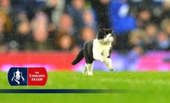 cat-invades-pitch-during-everton-400x242.jpg