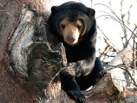 malayan-sun-bear_img01-l.jpg malayan-sun-bear_img01-l.jpg