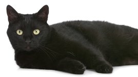 cat-black-superstitious-fcs-cat-myths-162286659.jpg