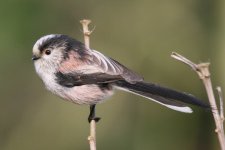 pictures_LongTailedTit328CC_zps8f650184.jpg