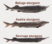 13_01_sturgeontypes.jpg