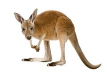 Young_Red_Kangaroo_Joey.jpg