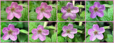 Cranesbill 8.jpg