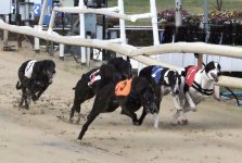 13412096_292512401095342_6359679627923585864_o.jpg 13412096_292512401095342_6359679627923585864_o.jpg