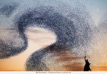 AlainDelorme_Murmuration03.jpg