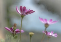 Osteospermum NSC.jpg