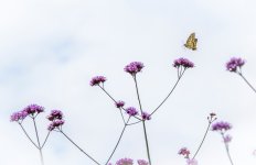 Swallowtail 4 NSC.jpg
