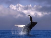 diana-reiss-whale-diving-990_49318_600x450.jpg