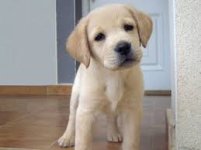 Andrex Puppy.jpg