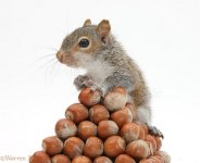 36454-Young-Grey-Squirrel-with-pyramid-of-hazel-nuts-white-background.jpg