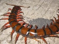 Giant-Caribbean-Centipede.jpg