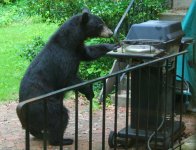 black-bear-at-grill.jpg