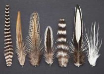 hen-feathers-350.jpg