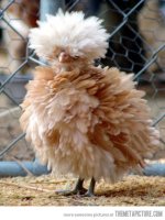 funny-bantam-chicken-feathers.jpg