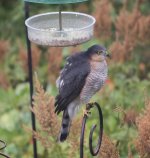 Male-Sparrowhawk-2.jpg