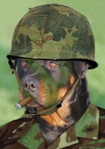 dog soldier.jpg