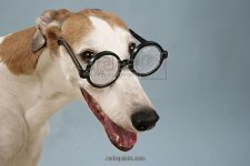 dog-greyhound-wearing-joke-magnifying-glasses-653335.jpg