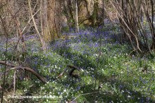 Bluebells-Wood-Anemones-Clapham-Wood-West-Sussex.jpg