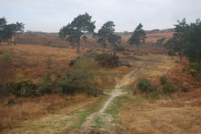 ashdown_forest_gallery_3_large.png