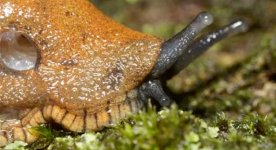 killer slug.jpg