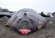 elephant-seal-1.jpg