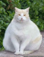 68e2b-whitefatcat.jpg