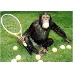 monkey_tennis.jpg