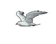 seagullAnima.gif