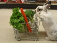 Van-You-Give-Your-Rabbit-Broccoli-300x225.jpg